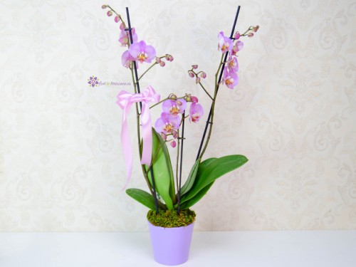 Orhidee cu 3 tije in ghiveci ceramic